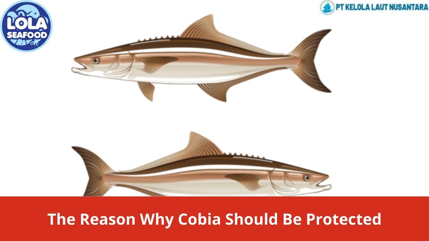 The Reason Why Cobia Should Be Protected